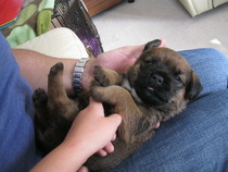 Meeting our new BT pup