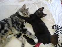 Catty love in