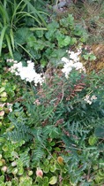 Can someone identify this plant for me please?