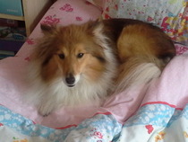 What breed do you have?