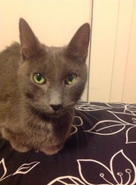 Shall we show off our cats? &#55357&#56832&#55357&#56832&#55357&#56832&#55357&#56832