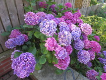 To wonder how a plant can be common?