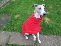 I need to buy a coat and pyjamas for my whippet.