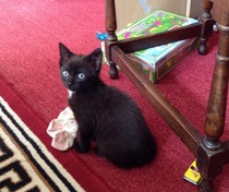 Neighbours kittens
