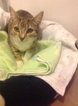 Shall we show off our cats? &#55357&#56832&#55357&#56832&#55357&#56832&#55357&#56832
