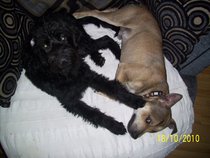 hand holding and dog pictures needed please