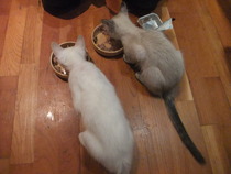Our kittens are arriving today!