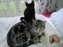 Catty love in