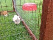 I've poisoned dds guinea pigs.