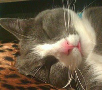 Cat Deliberately Dropping Food in Water Bowl...