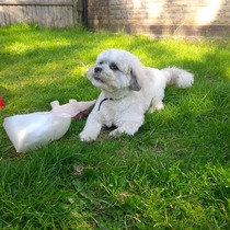 poodle owners- which clippers?