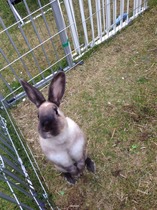 Everyone wants to eat my bunnies :(