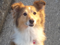 What breed do you have?