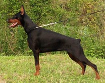 Campsite bans boxers, bull pitts, Alsatians and Rottweilers