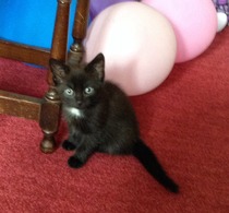 Neighbours kittens