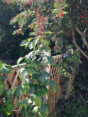 Can anyone categorise my rose?