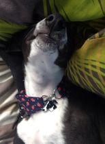 Lovely dog tags in the shape of your dog