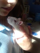 RIP Squeak-the-Rat