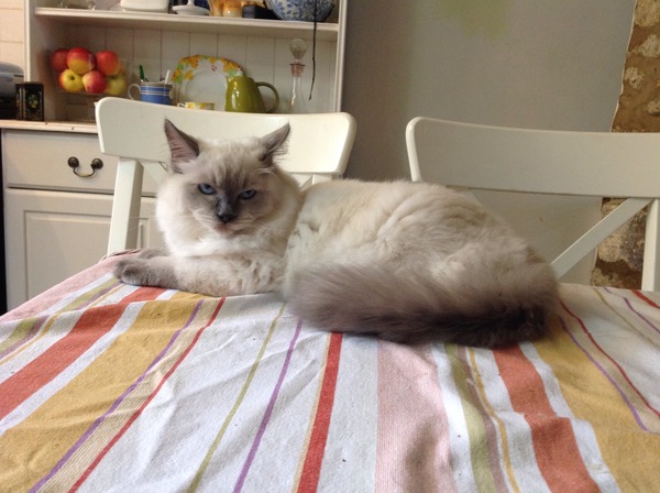 Squueeeee I'm talking to a Ragdoll rescue centre! So excited!