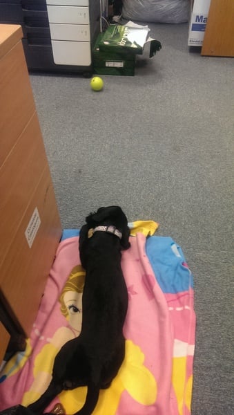I took my pup to work today...