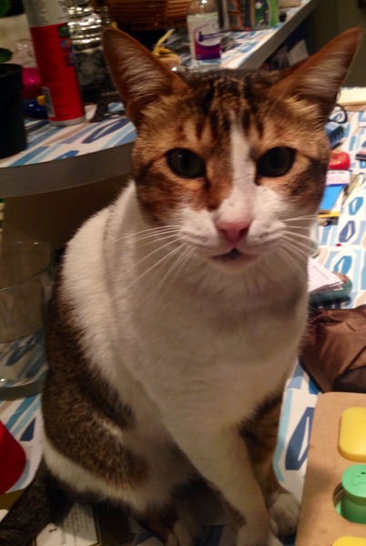 cat at emergency vet - handholding needed please
