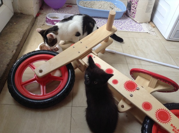 Neighbours kittens