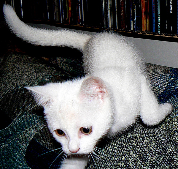 what's making my new kitten itch? (not fleas)
