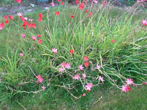 Plant identification