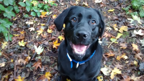My dog is a Fucking Twatface.