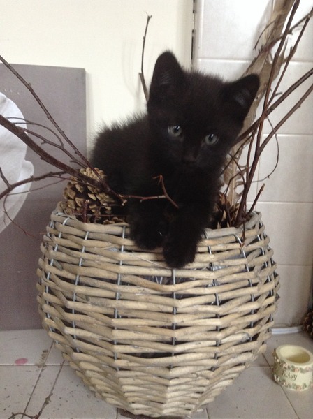 Neighbours kittens