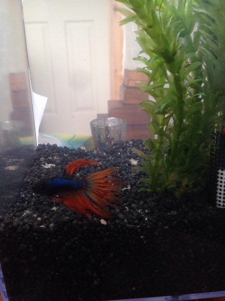 I'm setting up my mini fish tank ! (Pic)