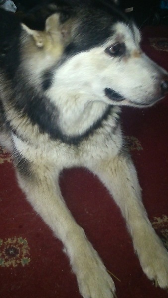 I think my dog has heatstroke ?Or something else