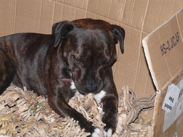Anyone adopted an adult staffie from a rescue?
