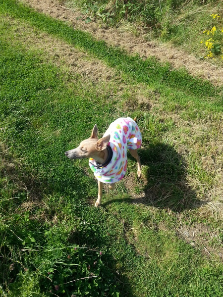 I need to buy a coat and pyjamas for my whippet.