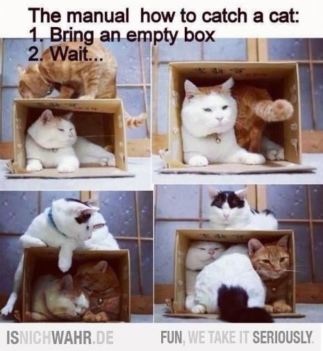 Help! The kittens have disappeared!!!