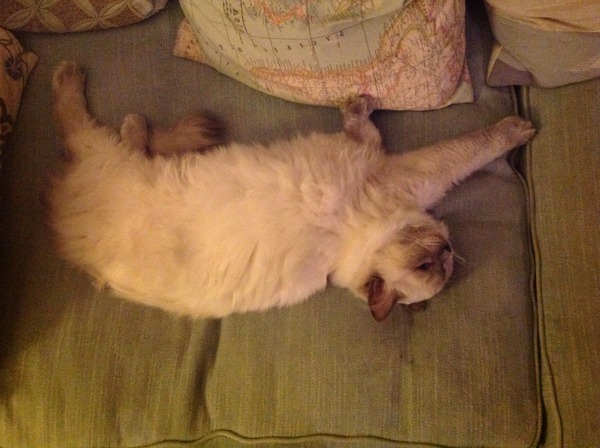 Squueeeee I'm talking to a Ragdoll rescue centre! So excited!
