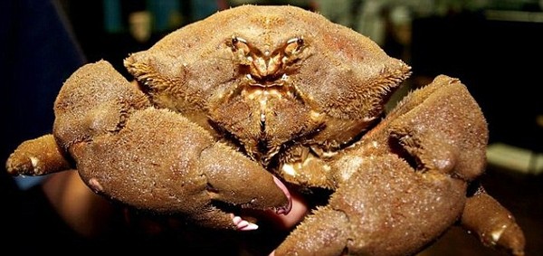 The Brave Babes Battle Bus - Getting Ready For The Golden Sights Of Autumn In Search Of Sobriety.