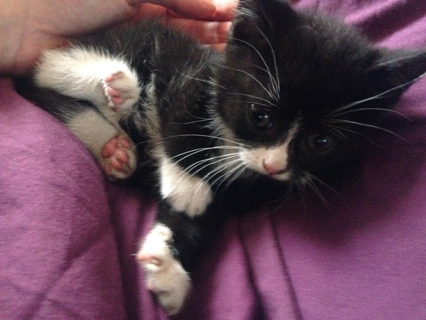 Another dumped kitten.