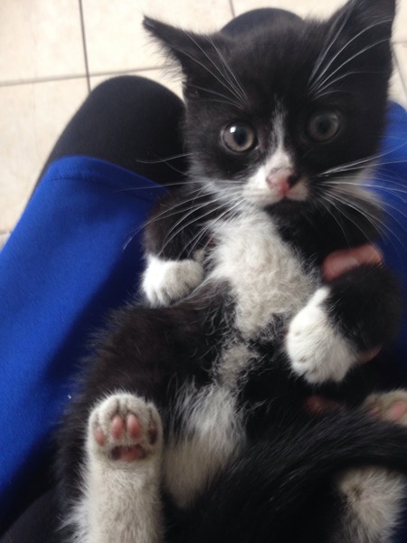 Help! The kittens have disappeared!!!