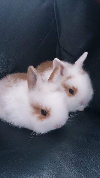 Thinking of getting a British bulldog pup. Need opinions.