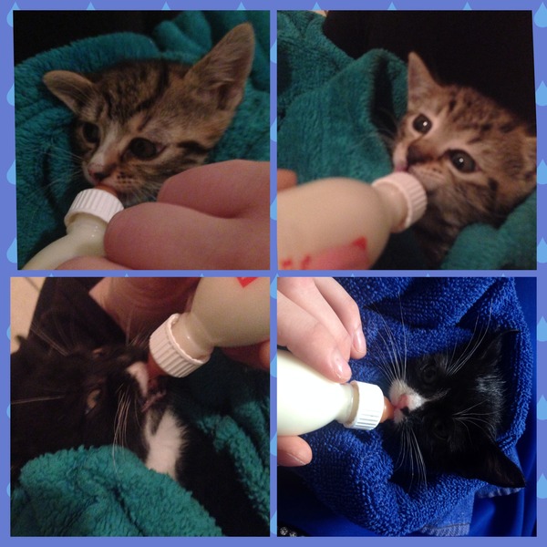 Another dumped kitten.