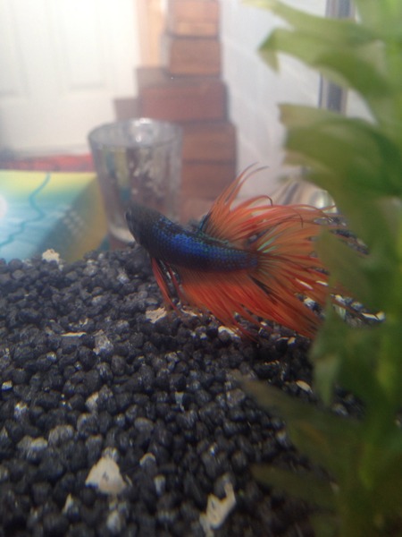 I'm setting up my mini fish tank ! (Pic)