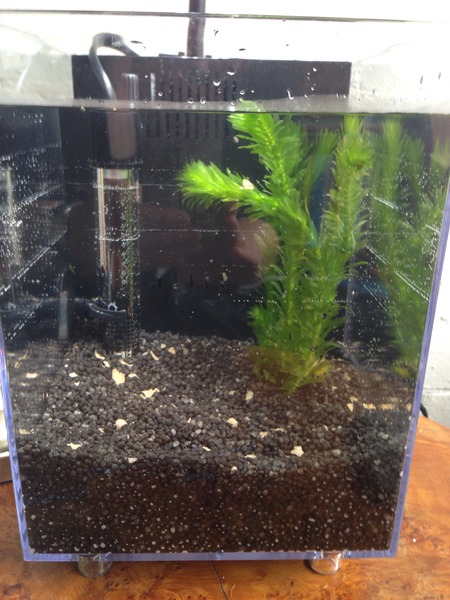 I'm setting up my mini fish tank ! (Pic)