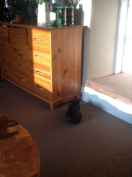 Nooo! How can I have mice with three cats?!
