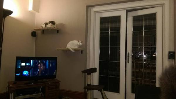 To think I'm not an evil cat murdering psycho