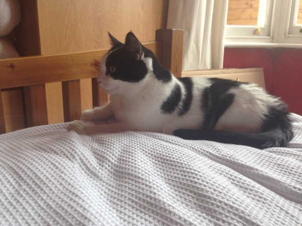 New to cats - advice please