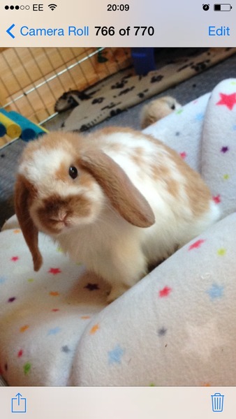 To really want a pet rabbit?
