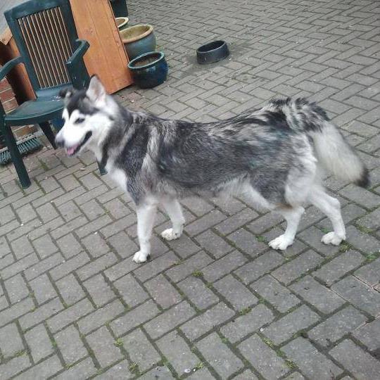 Where did you get your dog from?