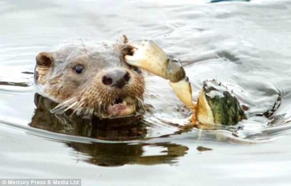 The Brave Babes Battle Bus - Getting Ready For The Golden Sights Of Autumn In Search Of Sobriety.