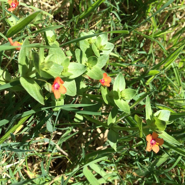 plant ID help please